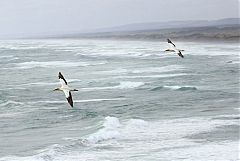 Australasian Gannet